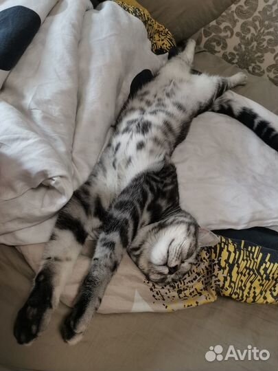 Котик ищет дом