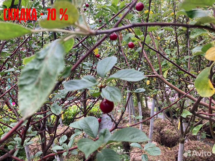 Груша, яблоня, вишня, черешня, слива. Саженцы