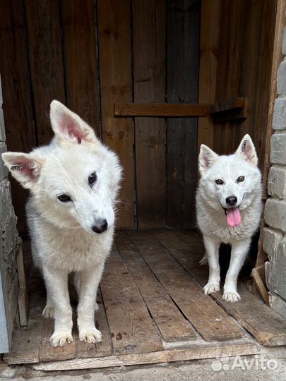 Очаровательные кобель и сука в потсках хозяев
