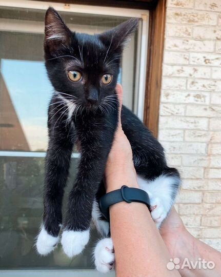 Смышлёный котик в добрые руки