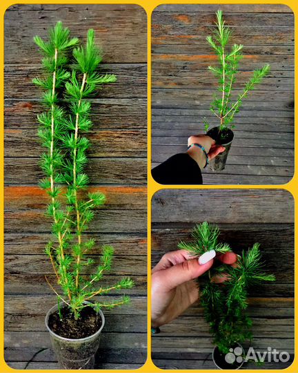 Хвойные растения