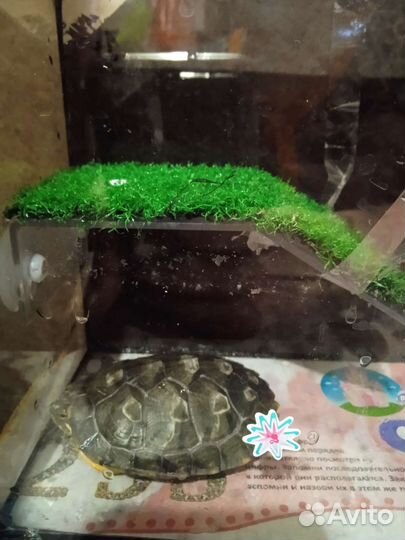 Черепаха