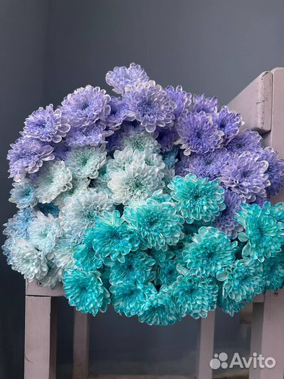 Хризантема кустовая нежных оттенков