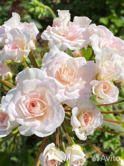 Сортовые пеларгонии