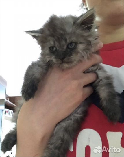 Котята 1,5-2 мес девочки