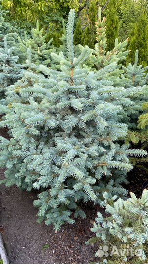 Ель голубая