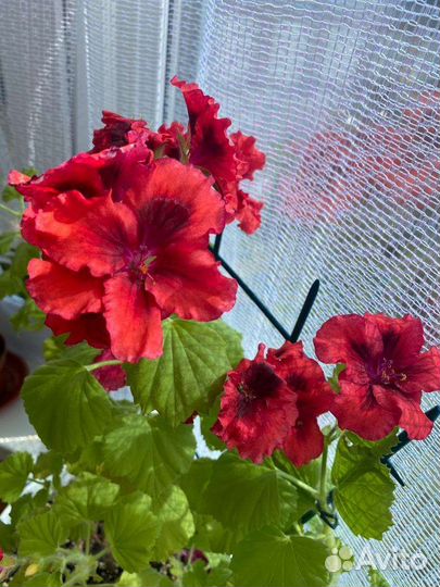 Пеларгонии