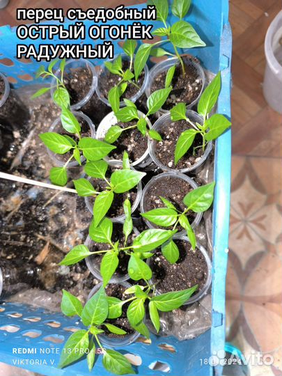 Перчик острый 3 вида