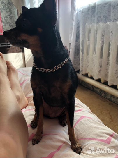 Продам мини тойтерьера