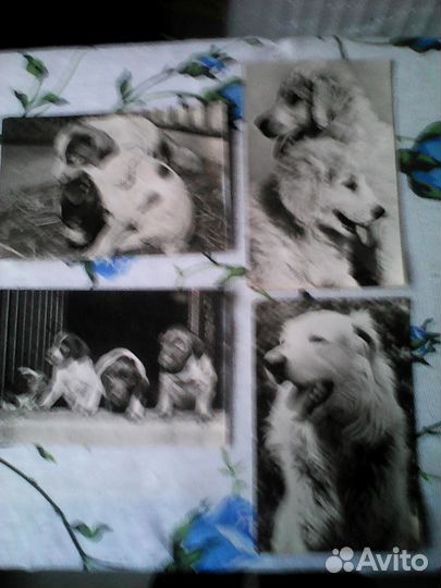 Открытки из германии артисты,виды города и др