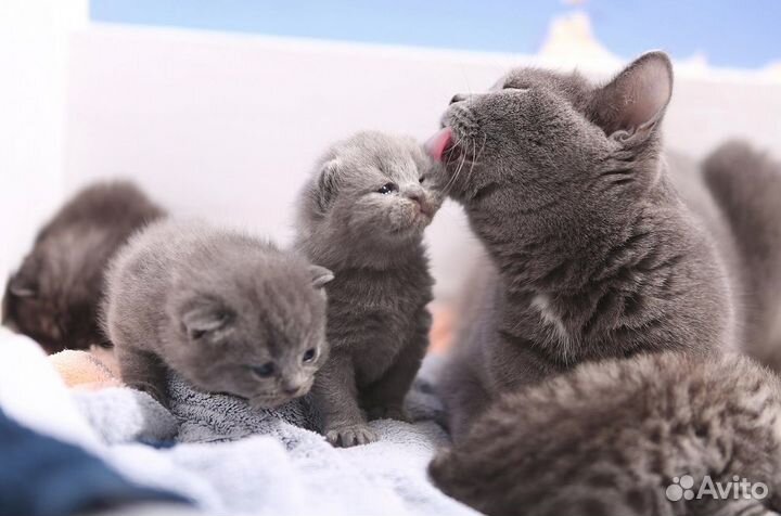 Британский котенок Парсифаль