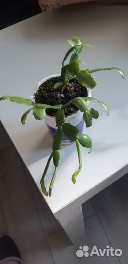 Растения комнатные