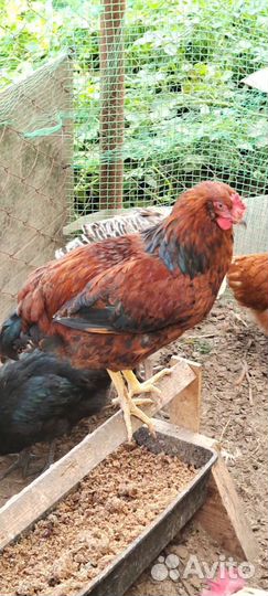 Петухи молодые