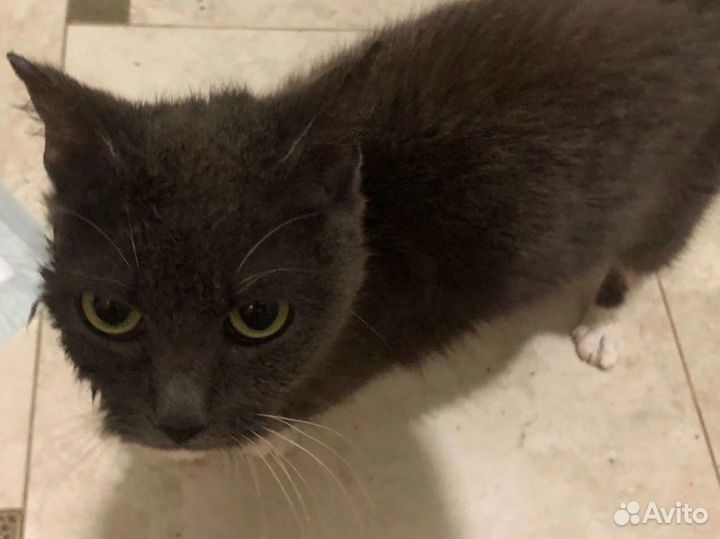 Отдам кошку в добрые руки