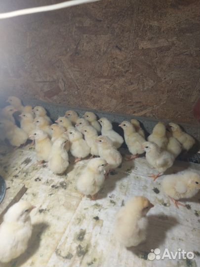 Цыпленок Хайсекс Браун