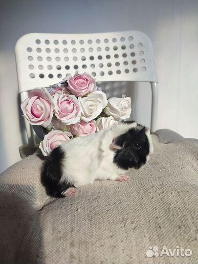 Морская свинка перуанская. Др 23.02.24 г