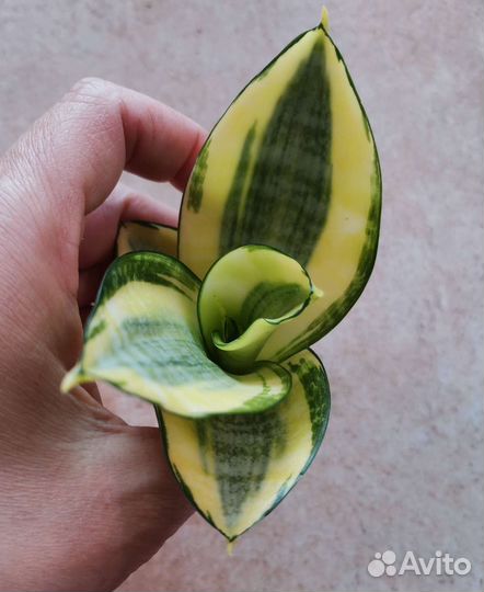 Сансевиерия ханни Люсиль Полан