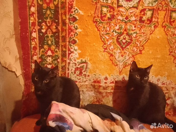 Кошки в добрые руки