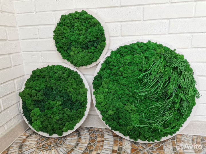 Пано из стабилизированного мха