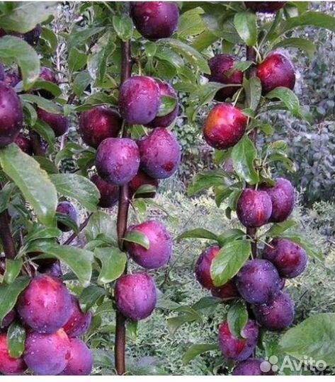 Колоновидные саженцы черешни абрикоса сливы