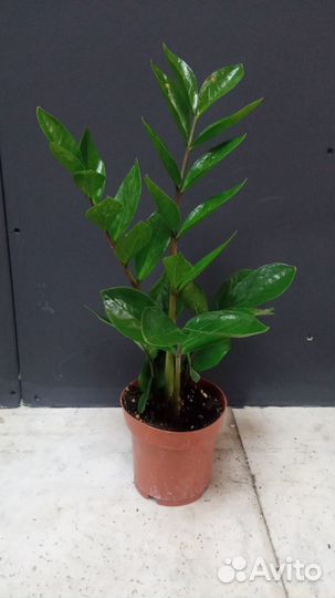 Замиокулькас