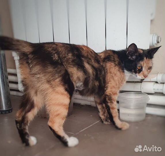 Кошка в дар