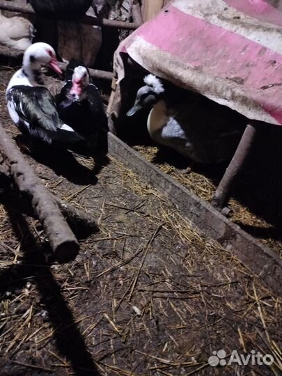 Селезень дикой утки