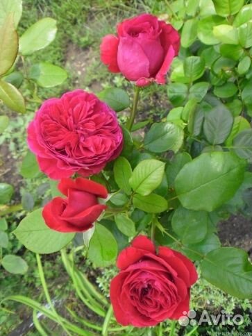 Роза английская Дарси Бассел (Darcey Bussel)