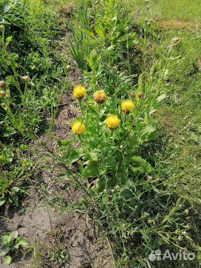 Василек жёлтый, лихнис корончатый