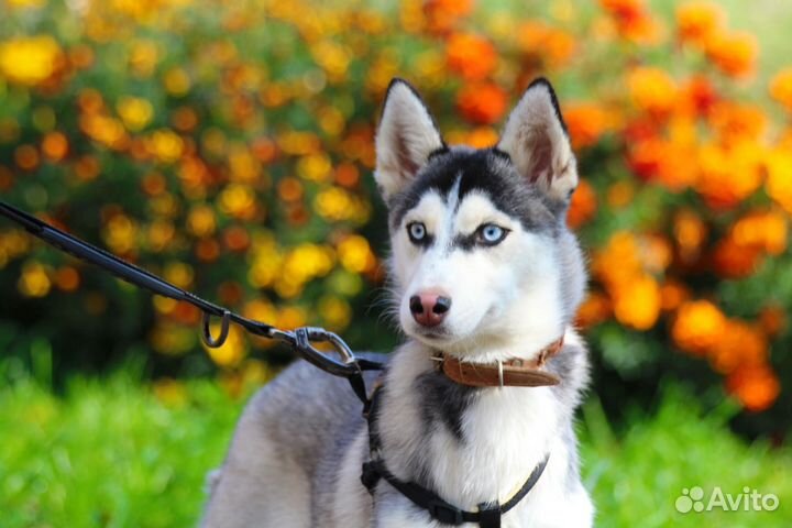 Помски