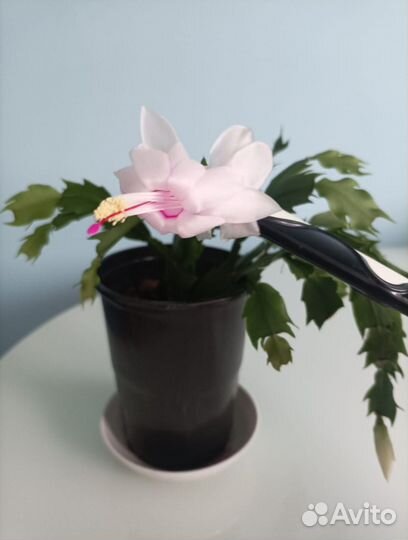 Декабрист шлюмбергера белый