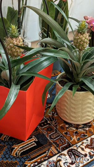 Ананас с плодом в горшке