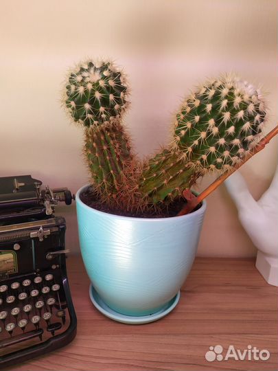 Кактус гвоздичноцветный. Суккулент