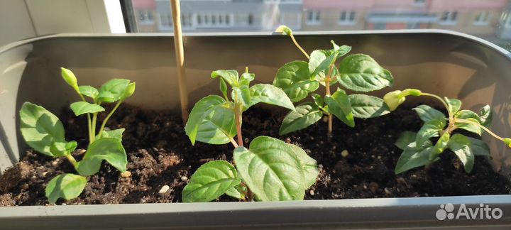 Продажа черенков фуксий