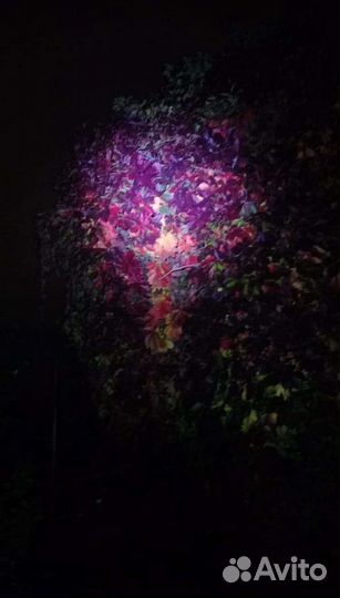 Девичий виноград