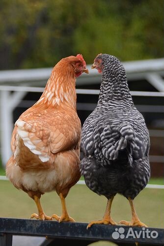 Куры молодые несушки доставка