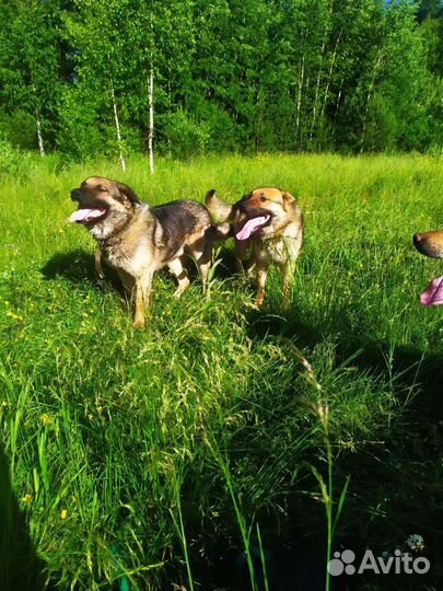 Мощные собаки для охраны