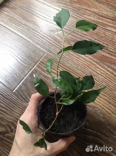 Фикус Бенджамина