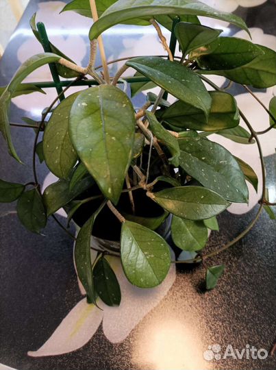 Хойя карноза