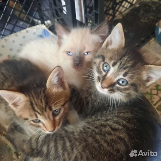 Котятки в добрые руки