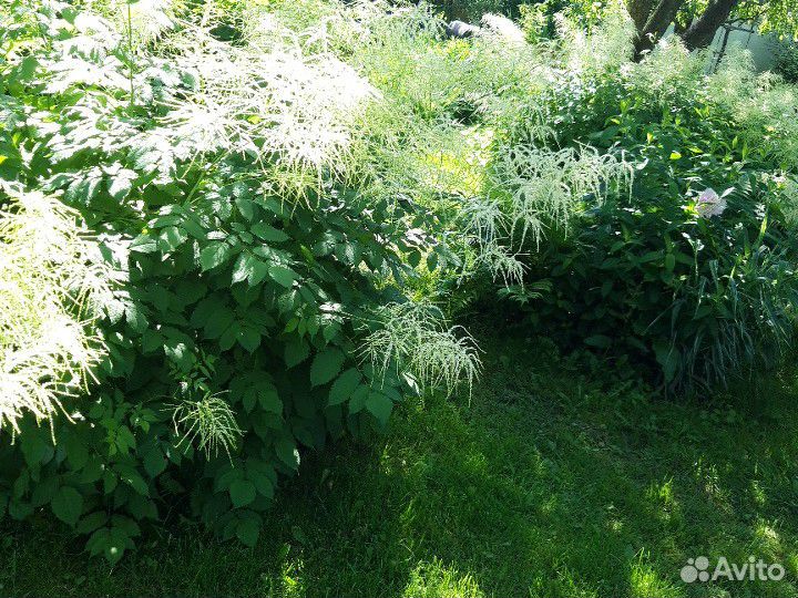 Арункус волжанка кустики делянки