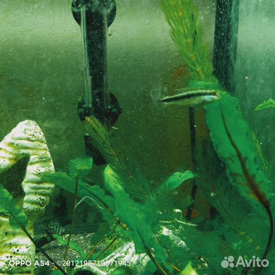 Пельвикахромис пульхер или цихлида-попугайчик