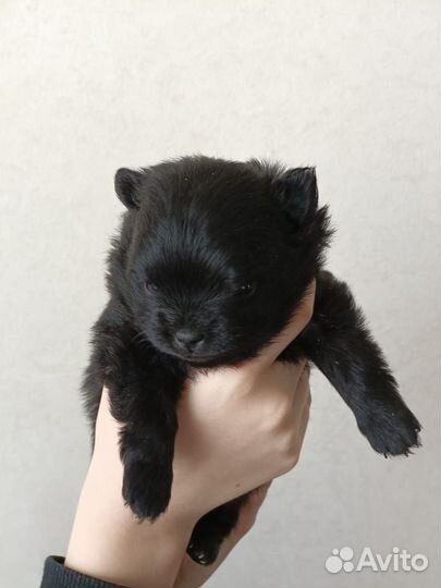 Отдам щенка в добрые руки