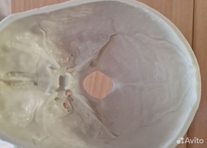 Череп анатомический