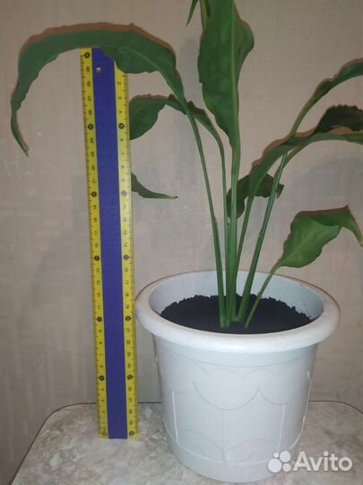 Спатифиллум или 