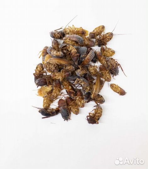 Корм для стрижей (птиц) (сверчки, тараканы)