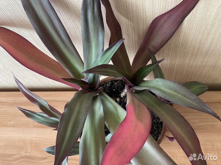 Традесканция Рео