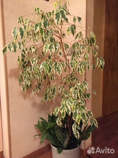 Большое комнатное растение: фикус Бенджамина