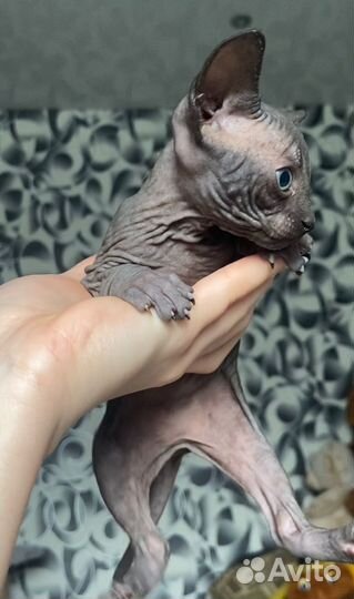 Канадский сфинкс