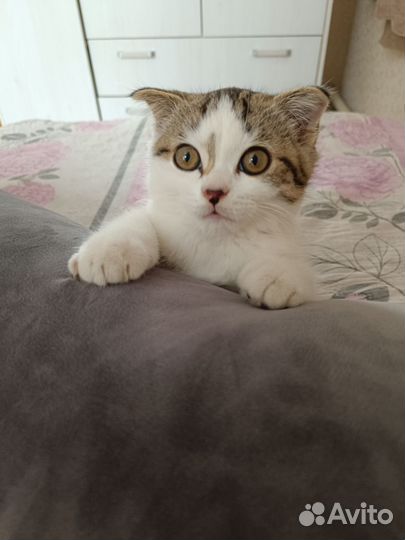 Шотландский вислоухий кот